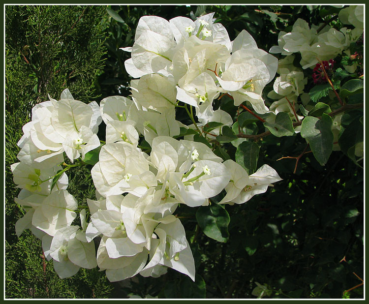 photo "In a dress white..." tags: nature, travel, Africa, flowers