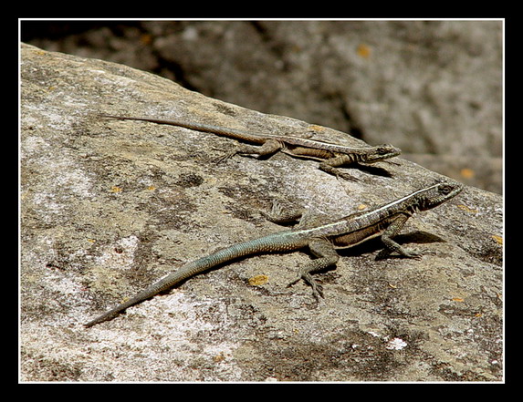 photo "Lizards" tags: travel, nature, South America, wild animals