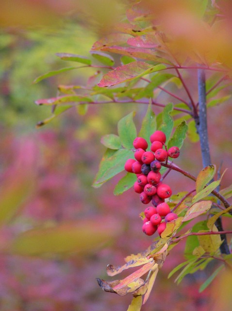 photo "mountain ash berries" tags: nature, macro and close-up, flowers