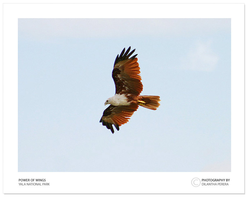 photo "Power of Wings - 01" tags: nature, wild animals