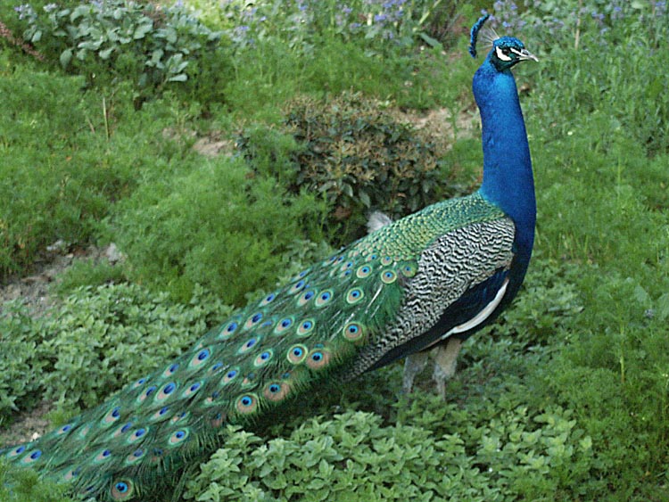 фото "Mr. Peacock" метки: природа, домашние животные
