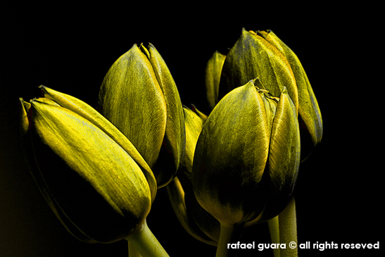 фото "tulipd" метки: природа, цветы