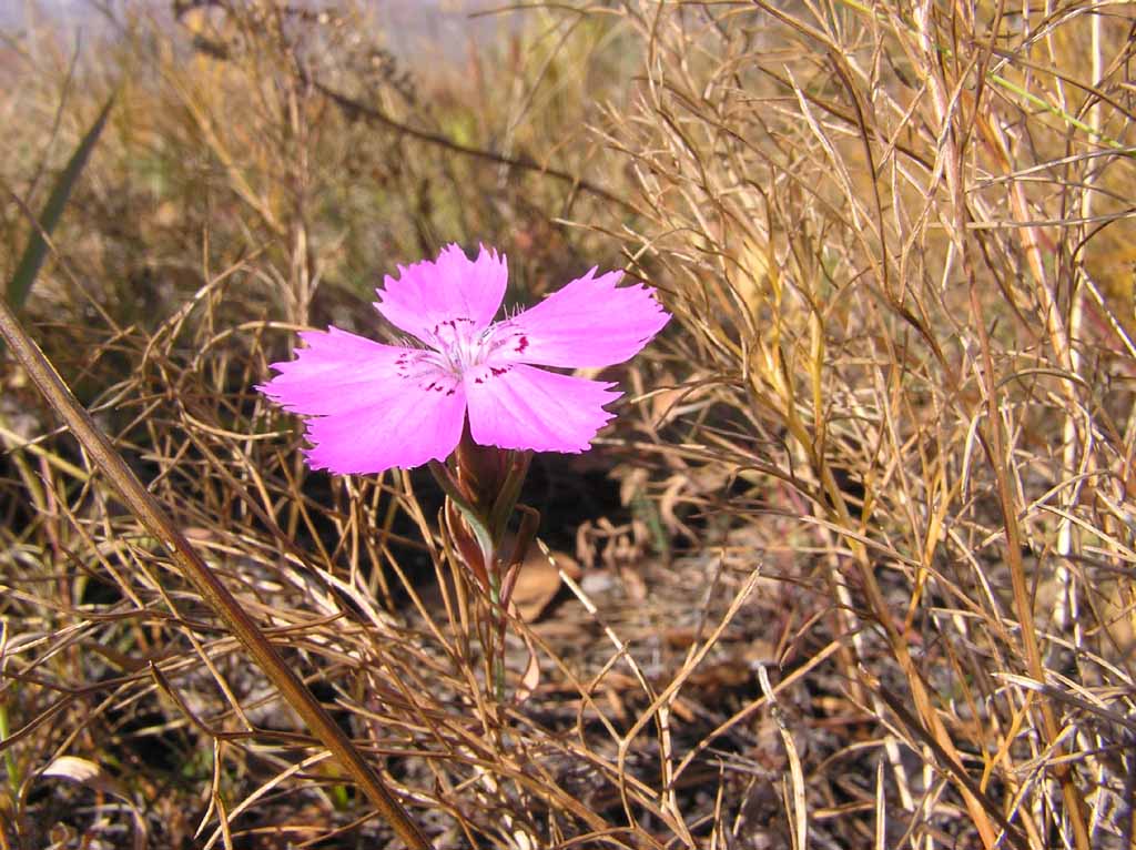 photo "Flowers overdue" tags: nature, flowers