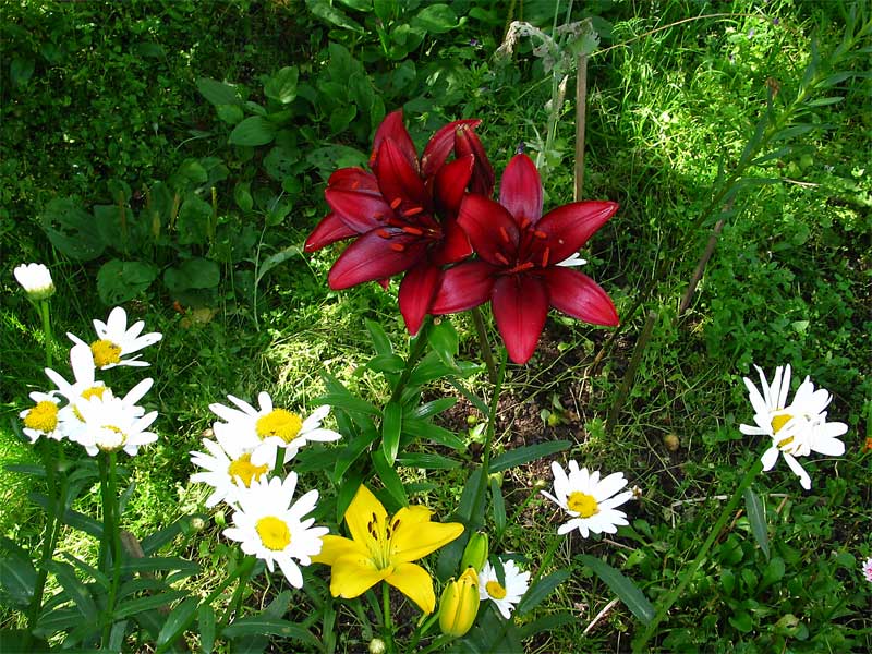photo "Smile" tags: nature, flowers