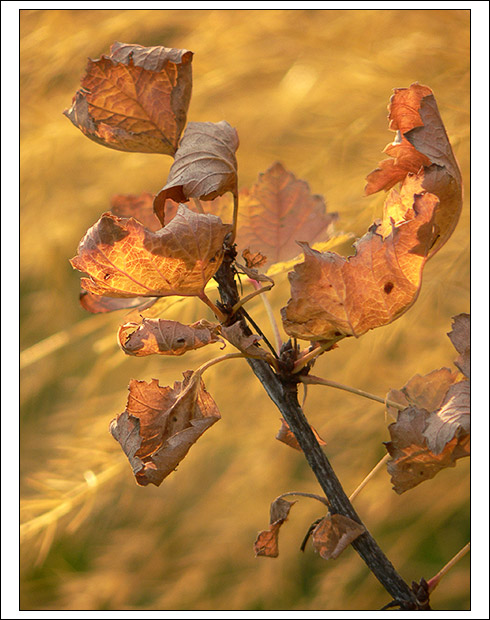 фото "Красная смородина" метки: природа, пейзаж, осень, цветы