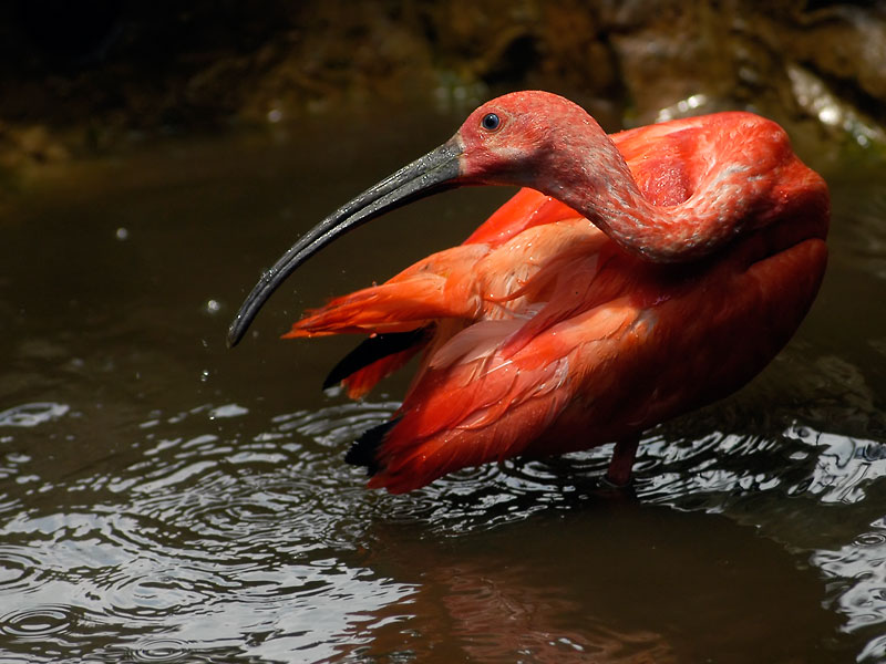 фото "Scarlet Ibis" метки: природа, дикие животные