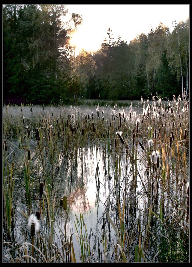 photo "Wood, bog, canes..." tags: landscape, nature, flowers, forest