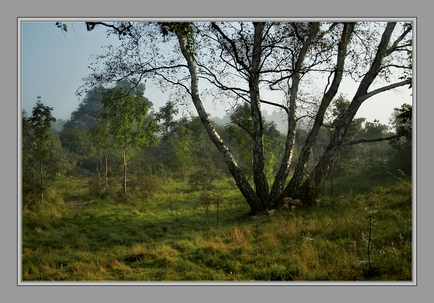 фото "Сентябрьское утро.." метки: пейзаж, лес, осень