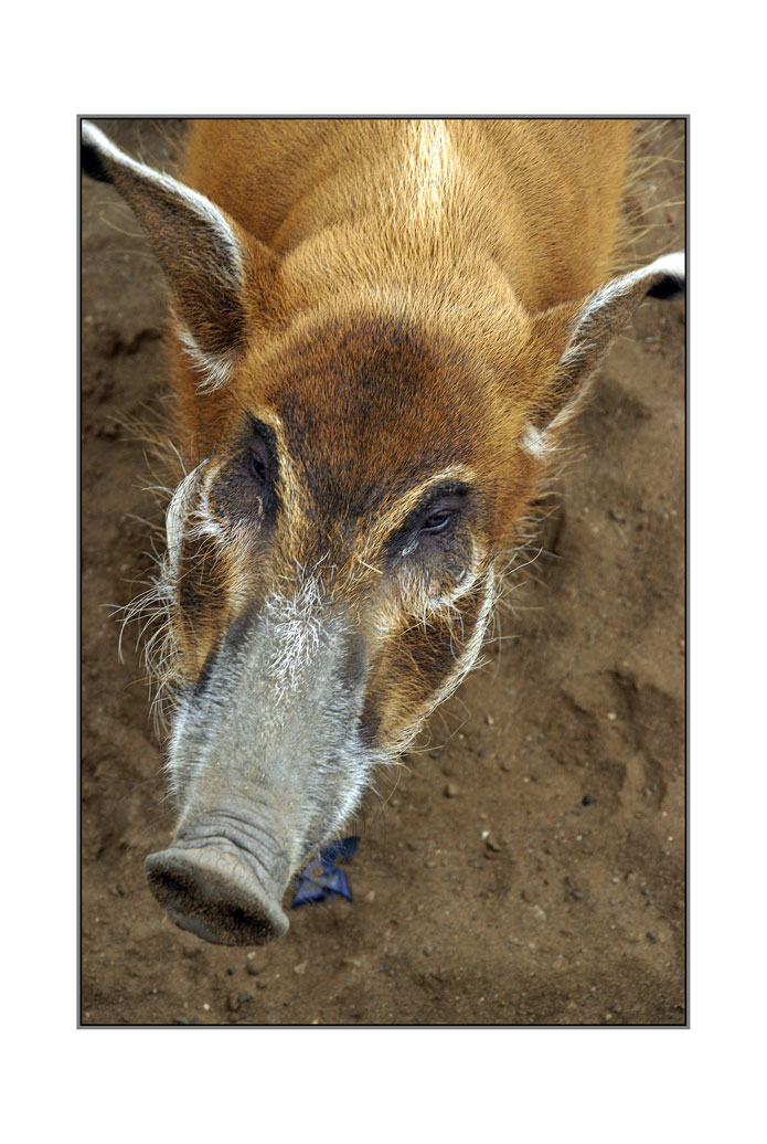 фото "Свин" метки: природа, дикие животные