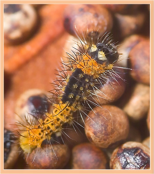 photo "Untitled photo" tags: macro and close-up, nature, insect