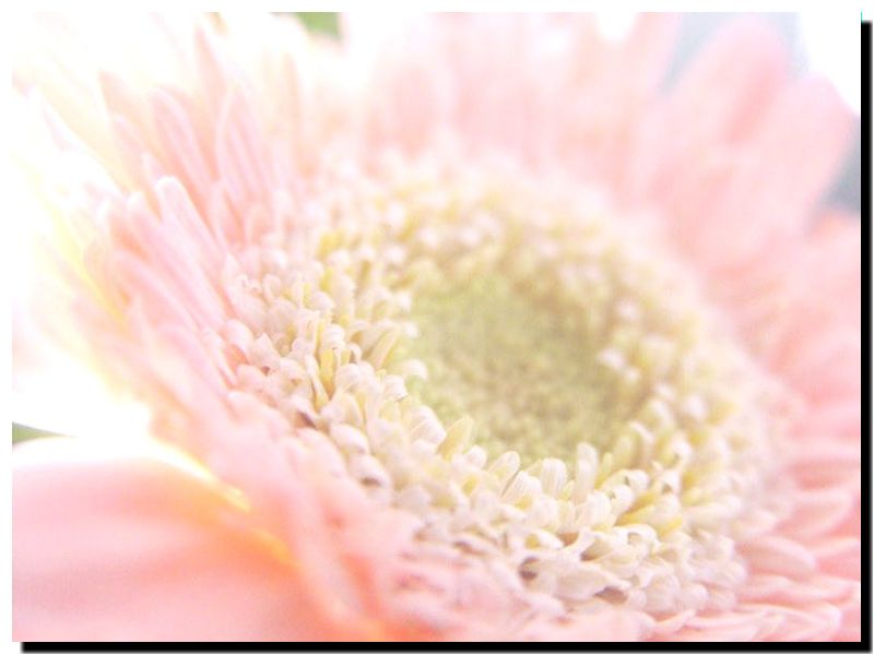 photo "Flower At The Window" tags: nature, macro and close-up, flowers