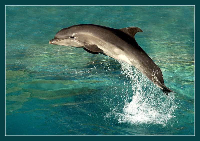 photo "Simple jump" tags: nature, sport, wild animals