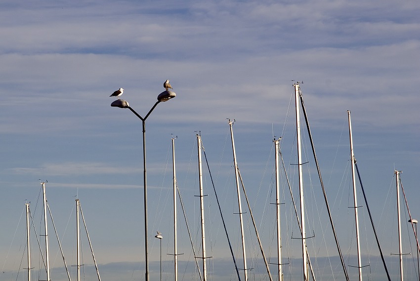 photo "Morning conference" tags: nature, wild animals