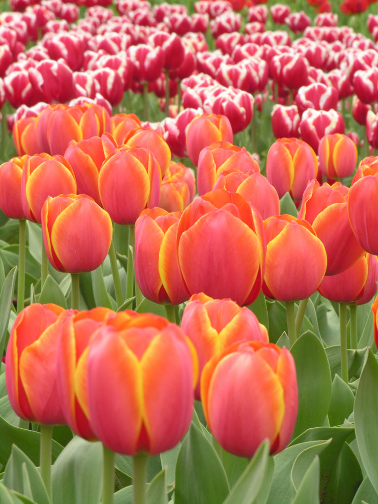 photo "Tulips - Floriade 2005" tags: nature, flowers