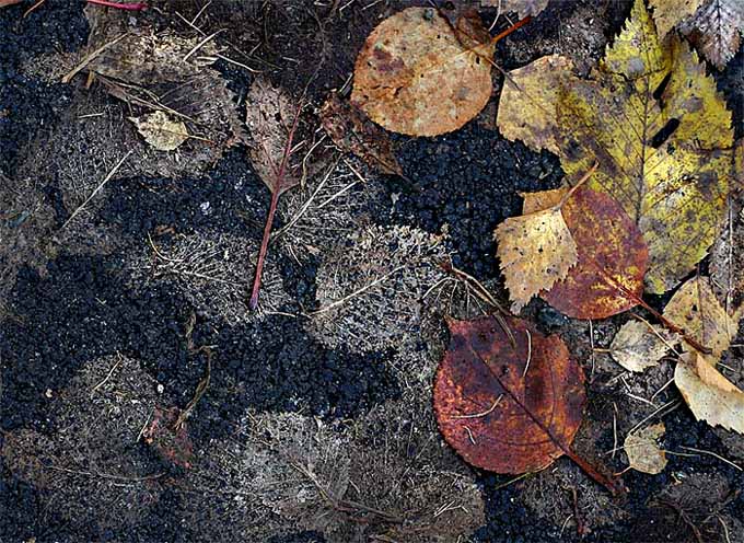 фото ""Никого не пощадила эта осень" 2" метки: природа, абстракция, цветы