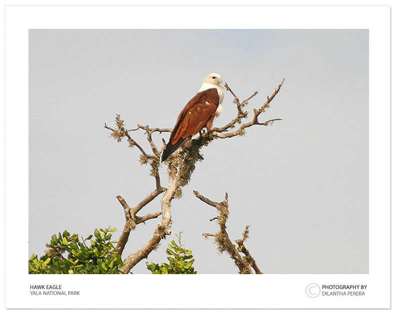 photo "Power of Wings - 02" tags: nature, wild animals