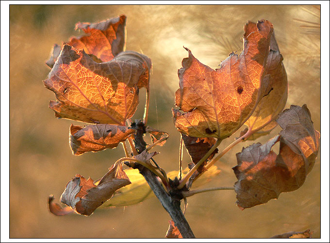 фото "Красная смородина v.2" метки: природа, пейзаж, осень, цветы