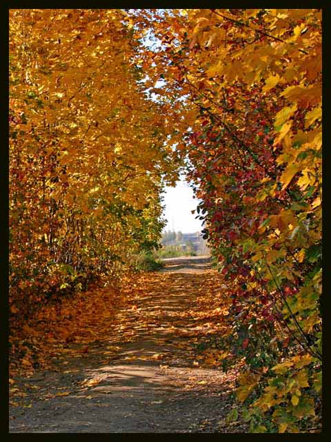 photo "Yellow corridor" tags: landscape, autumn, forest