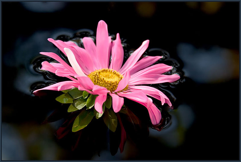 photo "Flower on water" tags: nature, still life, flowers