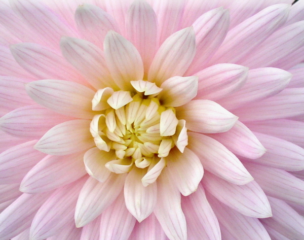 фото "Dahlia#3" метки: макро и крупный план, природа, цветы