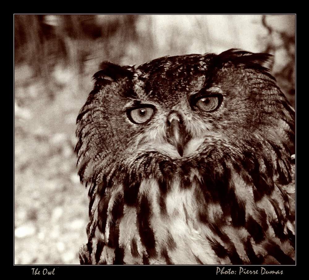фото "The Owl" метки: природа, дикие животные