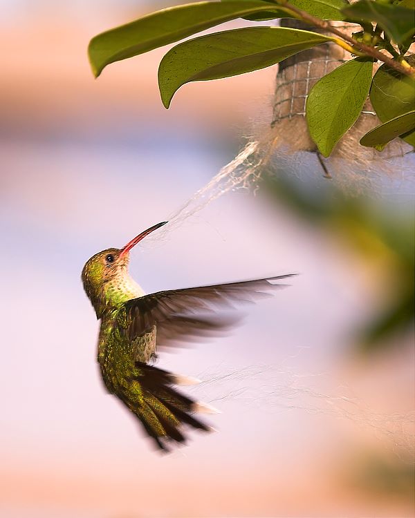 фото "Nest Building" метки: природа, дикие животные