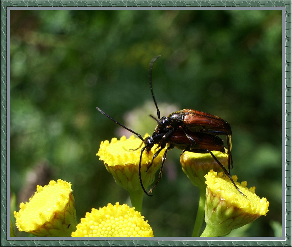 photo "About it... :)" tags: macro and close-up, nature, insect