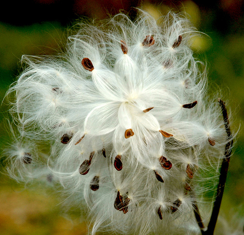 photo "Milkweed" tags: misc., nature, flowers