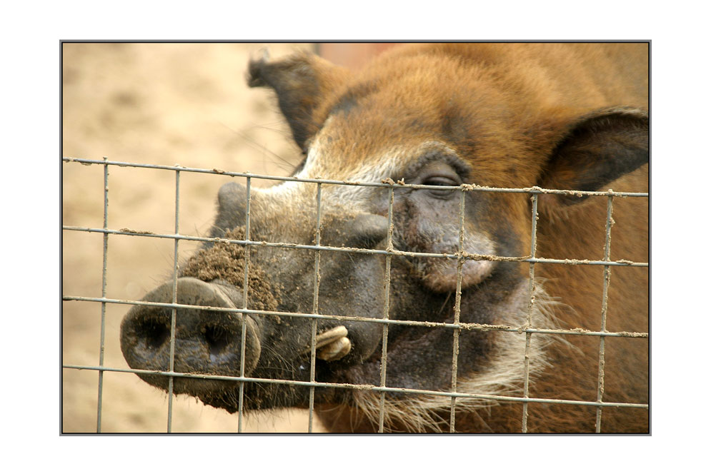 фото "Свин за решеткой :)" метки: природа, дикие животные