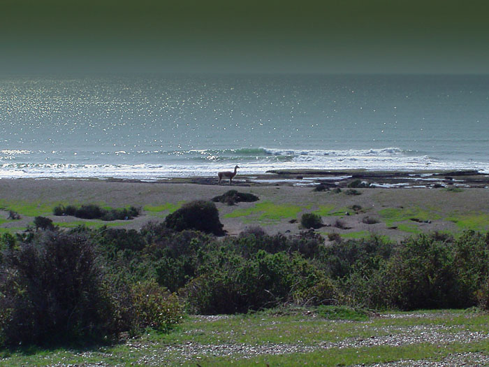 photo "brighty silence...." tags: landscape, nature, water, wild animals