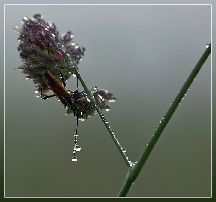 photo "Waterpas :)" tags: macro and close-up, 