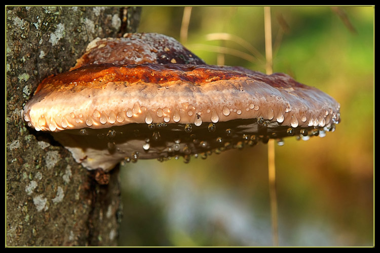 photo "Tears of autumn" tags: nature, 