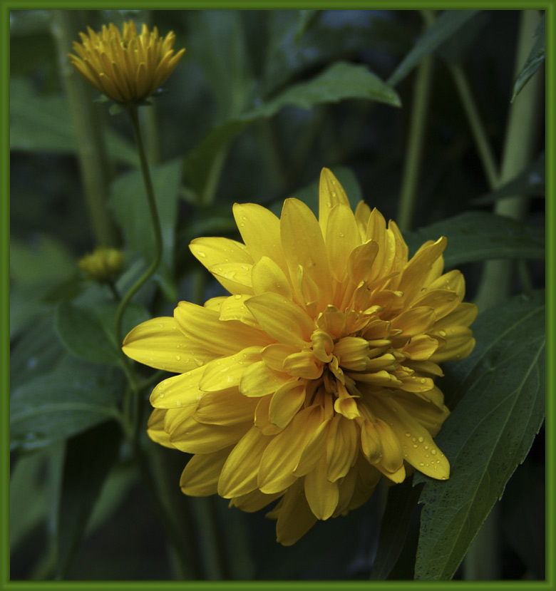 фото "желтый" метки: природа, цветы