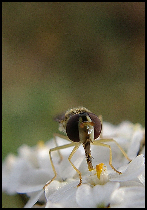 photo "Macro Fun III" tags: macro and close-up, nature, insect