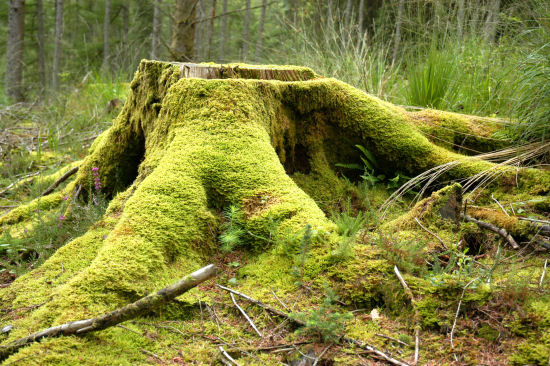фото "Mossy stump" метки: разное, природа, цветы