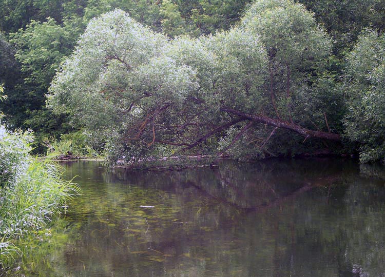 фото "Тихая река" метки: пейзаж, вода, лето