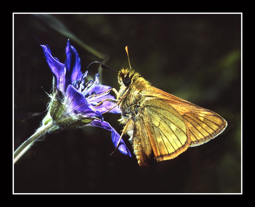 photo "Breakfast on Geranium" tags: nature, macro and close-up, insect