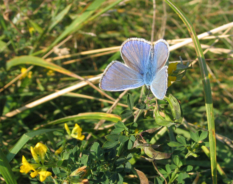 photo "butterfly" tags: nature, 