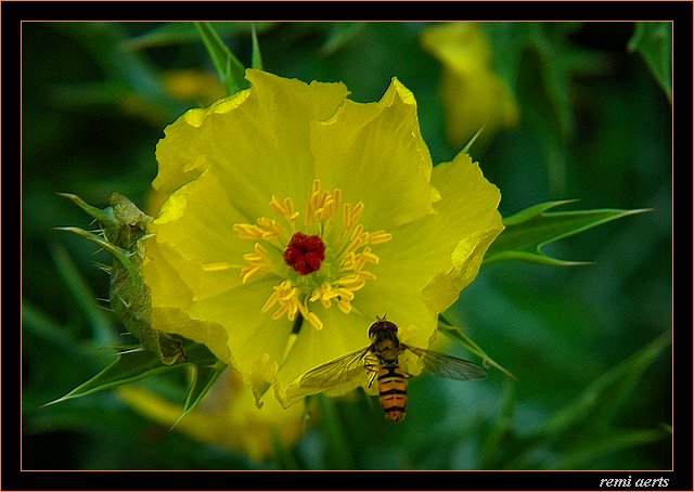 photo "little bee" tags: nature, macro and close-up, insect