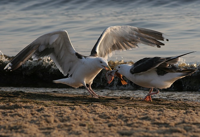 photo "Give it back!!!" tags: nature, wild animals