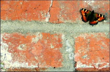 фото "Чувственно о фундаменте" метки: разное, природа, насекомое