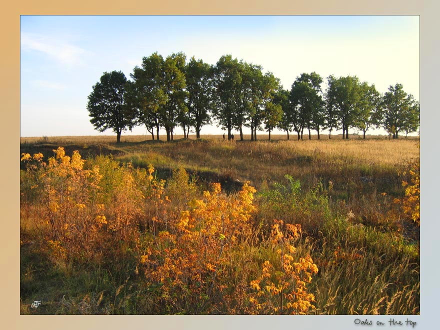 photo "Oaks on the top" tags: landscape, autumn