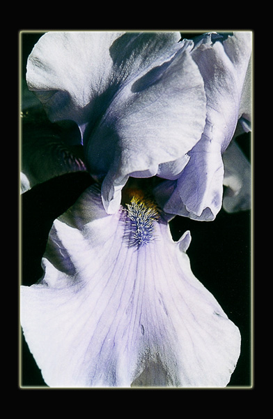 photo "Blue iris" tags: nature, flowers
