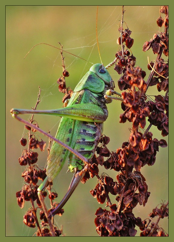 photo "Grasshopper." tags: macro and close-up, nature, insect