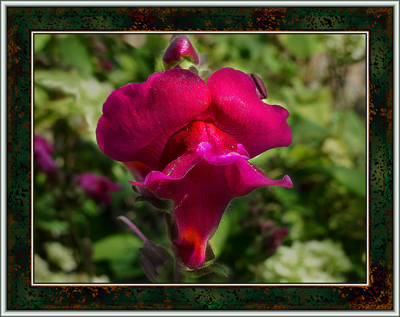 photo "*" tags: macro and close-up, nature, flowers