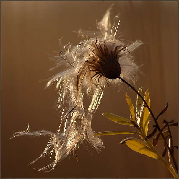 photo "Shaggy lady." tags: nature, flowers