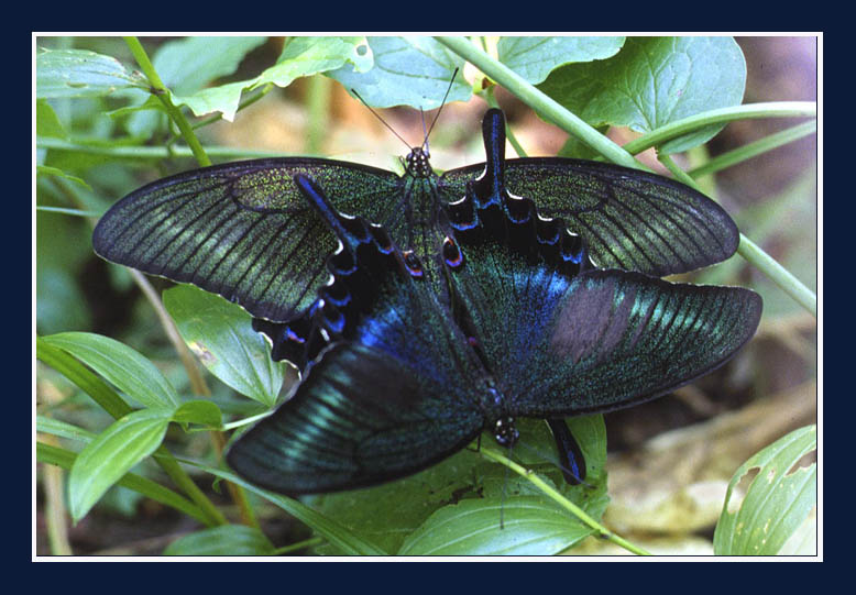фото "Уссурийское чудо" метки: природа, макро и крупный план, насекомое