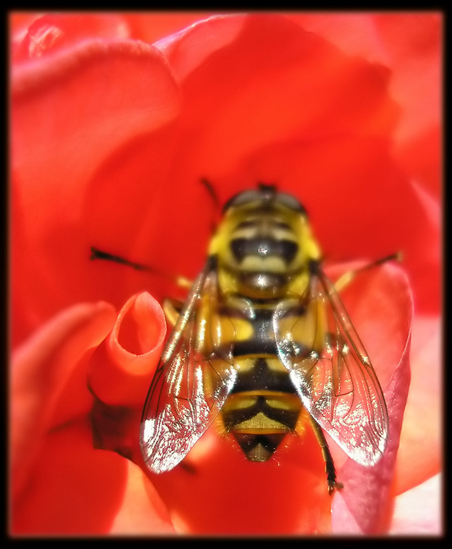 photo "taking flight" tags: macro and close-up, nature, insect