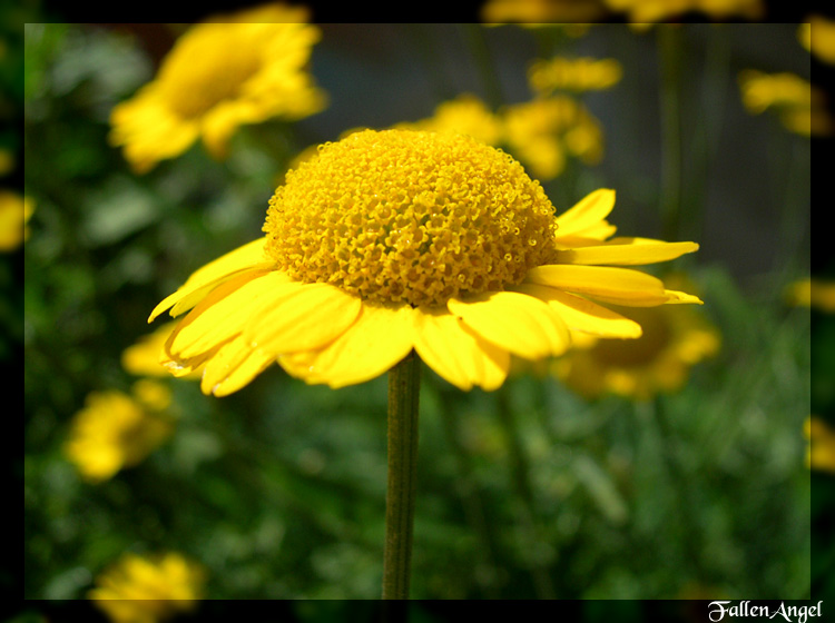 photo "yellow mood" tags: nature, macro and close-up, flowers
