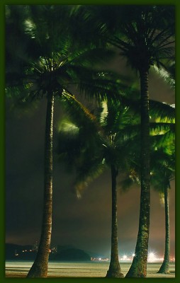 фото "coconut trees" метки: разное, 